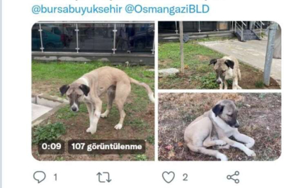 Hayvansever uyardı, Büyükşehir kurtardı