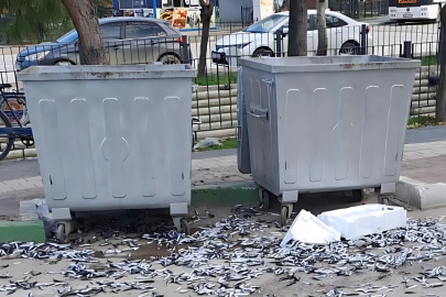 Gemlik'te çöp konteyneri etrafına bozuk balık döktüler!