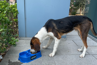“Sevgimiz, Enerjimiz Sizinle” projesi sokak hayvanlarına umut olmaya devam ediyor