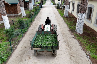 Osmangazi Belediyesi doğal üretimle sofralara sağlık sunuyor