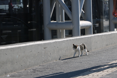 Burulaş'tan patili dostlar için düzenli ve güvenli beslenme çağrısı