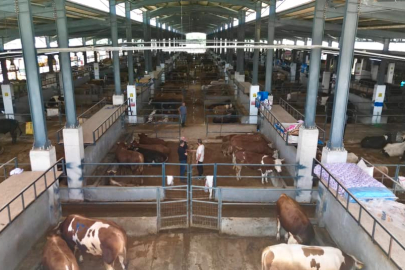 İnegöl Belediyesi hayvan pazarının kotra ihale tarihi belli oldu