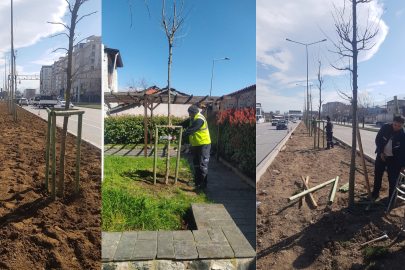 Bursa’nın 700 yıllık mirası 700 çınarla kök salıyor