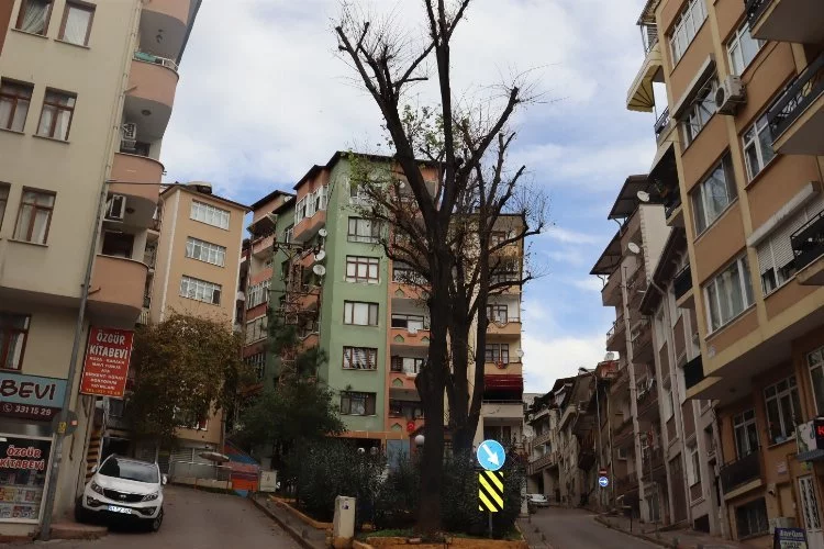 İzmit Belediyesi'nden ömrünü tamamlayan ağaçlara önlem
