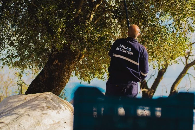 Milas'ta 'kaliteli yağ' için zeytin hasadı sürüyor