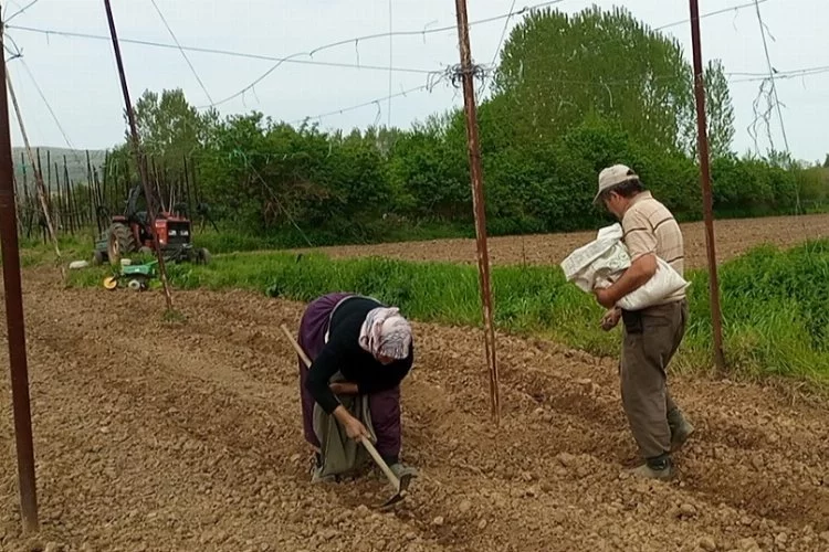 Pazaryeri Boncuk Fasulyesi tohumları toprakla buluştu
